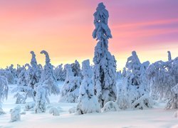 Park Narodowy Riisitunturi, Laponia, Finlandia, Zima, Drzewa, Ośnieżone
