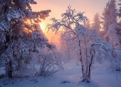 Zima, Śnieg, Drzewa, Przebijające światło