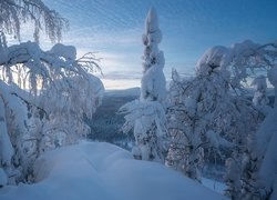 Ośnieżone drzewa w zaspach śnieżnych na wzgórzu