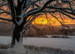 Ośnieżone drzewo na tle zachodu słońca nad górami