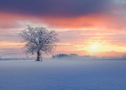 Ośnieżone drzewo na zaśnieżonym polu o wschodzie słońca