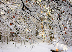 Ośnieżone gałązki drzew w zimowym lesie