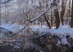 Ośnieżone gałęzie nad rzeką