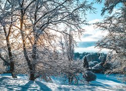 Zima, Oszronione, Drzewa, Śnieg, Promienie słońca