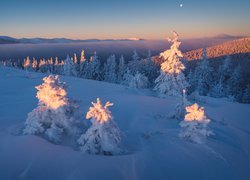 Zima, Góry Karpaty, Las, Ośnieżone, Świerki, Ukraina