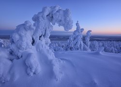 Zima, Śnieg, Świerki, Ośnieżone, Drzewa