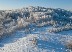 Ośnieżony las na wzgórzu w słonecznym blasku