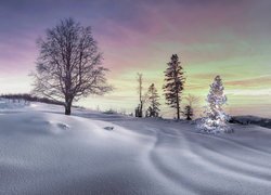 Oświetlona choinka obok drzew w śniegu
