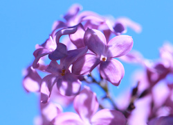 Oświetlone słońcem kwiaty fioletowego bzu
