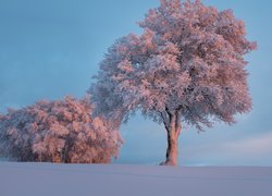 Oszronione, Drzewa, Szron, Śnieg, Zima