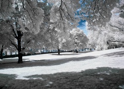Zima, Park, Oszronione, Drzewa