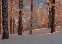 Zima, Drzewa, Śnieg, Blask, Słońca