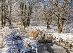 Oszronione trawy i drzewa nad strumieniem