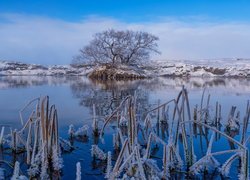 Oszronione trawy i drzewa w islandzkim jeziorze Myvatn