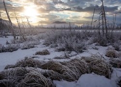 Oszronione trawy i krzewy na polu w zimowy poranek