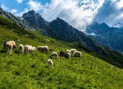 Owce na trawiastym zboczu w górach