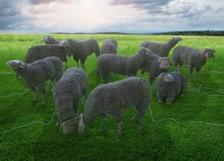Owce wykonane z kabli i telefonów
