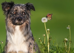 Pies, Owczarek australijski, Kwiaty, Dmuchawiec, Motyl