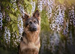 Pies, Owczarek niemiecki, Kwiaty, Glicynia