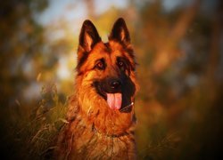 Pies, Owczarek niemiecki, Język, Spojrzenie