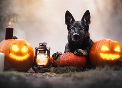 Ozdoby Halloween i pies z łapami na dyni
