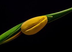 Pąk żółtego tulipana z liściem