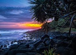 Palma na skałach nad morzem o zachodzie słońca