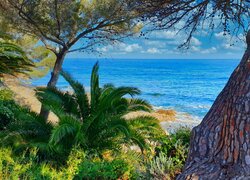 Palmy i drzewa na tle błękitnego morza