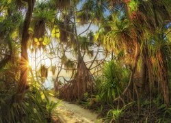 Palmy i tropikalna roślinność przy drodze na morską plażę