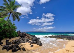 Palmy na plaży hawajskiej