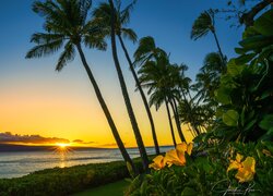 Palmy na plaży Kaanapali Beach na hawajskiej wyspie Maui