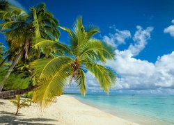Palmy pochylone nad morską plażą