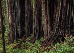 Stany Zjednoczone, Kalifornia, Park Narodowy Redwood, Drzewa, Sekwoje, Pnie, Paprocie, Człowiek