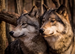 Para wilków
