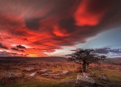 Anglia, Hrabstwo Devon, Park Narodowy Dartmoor, Zachód słońca, Drzewo