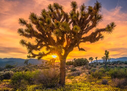 Drzewa, Góry, Zachód słońca, Park Narodowy Joshua Tree, Kalifornia, Stany Zjednoczone