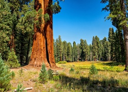 Stany Zjednoczone, Park Narodowy Sequoia Kings, Sekwoje, Las, Polana