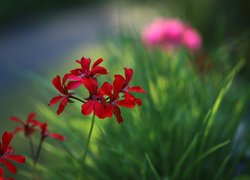 Czerwona, Pelargonia, Kwiaty