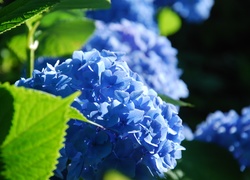 Piękna niebieska hortensja