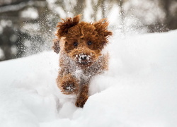 Pies biegnący po śniegu