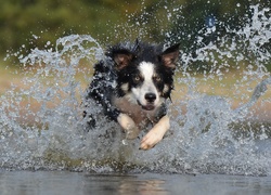 Pies border collie biegnąc rozbryzguje wodę