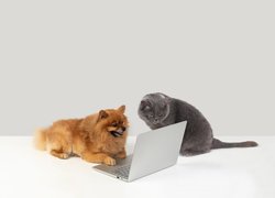 Pies i kot przy laptopie