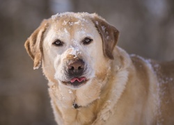 Pies labrador retriever obsypany śnigiem