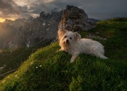 Pies na trawie i Alpy Julijskie w tle