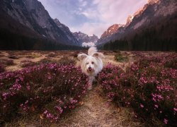 Pies na wrzosowisku w słoweńskiej dolinie Krma
