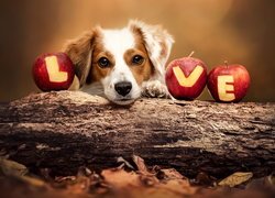 Pies obok jabłek z napisem Love