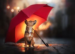 Pies pod czerwonym parasolem