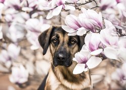 Pies pod gałązkami kwitnącej magnolii