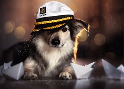 Pies w kapitańskiej czapce