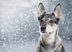 Pies, Padający, Śnieg